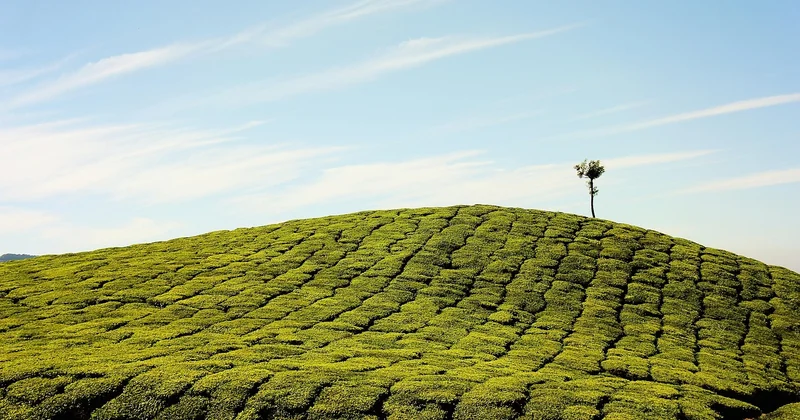 Le calendrier de plantation qui change tout