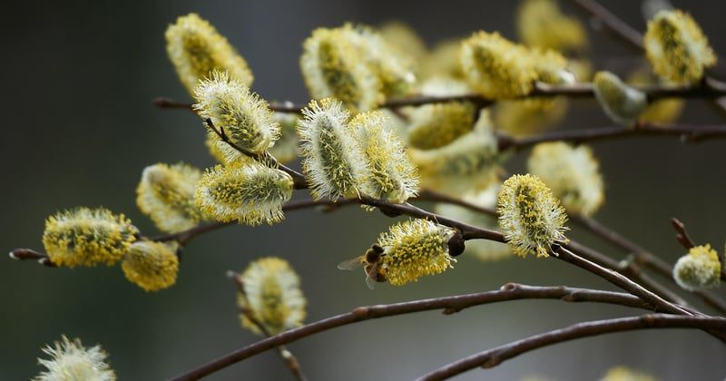 Un jardin fleuri toute l'année : 12 astuces qui changent tout