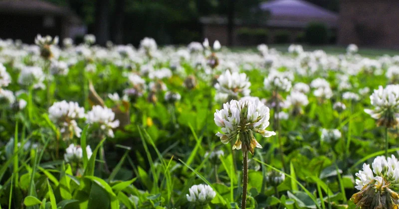 Désherbage naturel : les recettes qui fonctionnent en appoint