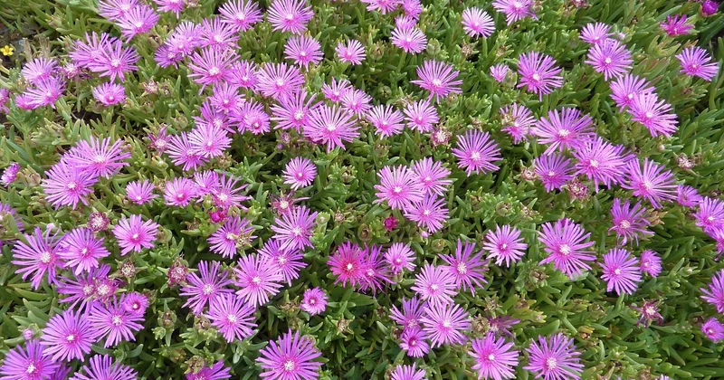 Un exemple de massif fleuri toute l'année, pas à pas