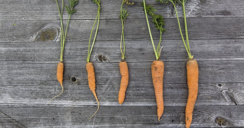 Comment planter des aromatiques dans un petit potager facilement