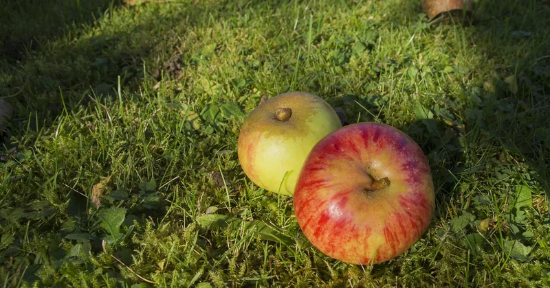 Entretien : ce qui fait durer un composteur fait maison