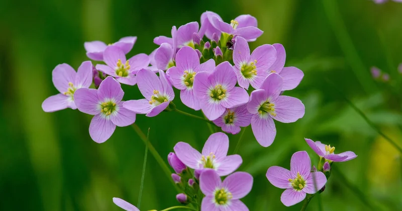 Quand planter vos aromatiques, en jardinière comme en pleine terre