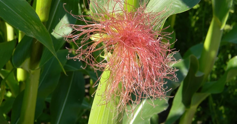 La plantation : la règle que j'aurais dû connaître plus tôt