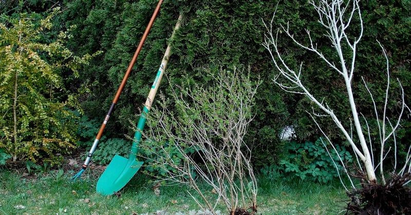 Plantes vivaces faciles à entretenir pour jardiniers débutants : le guide qui change tout