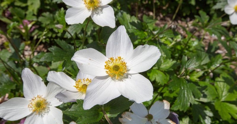 Comment poser une bordure de jardin sans ciment : 5 méthodes faciles