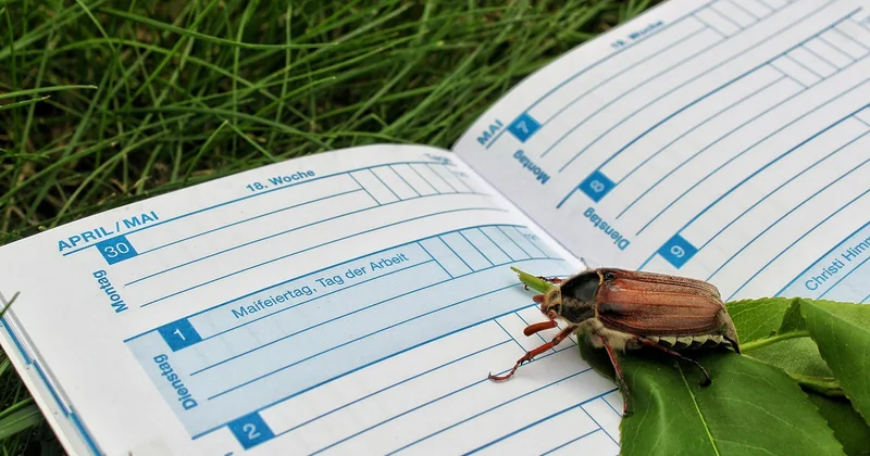 Le calendrier d'entretien annuel des vivaces : ne faites presque rien, mais au bon moment