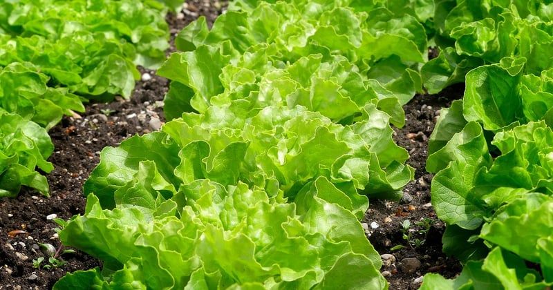Créer un potager en carré : les étapes simples et nos conseils pratiques