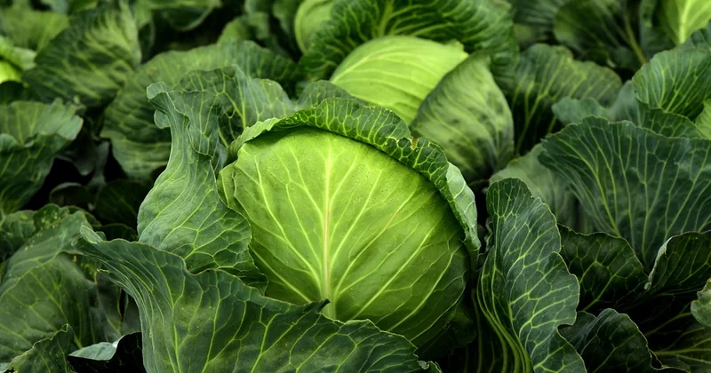 Quel légume résiste au gel (et lequel il faut surveiller)