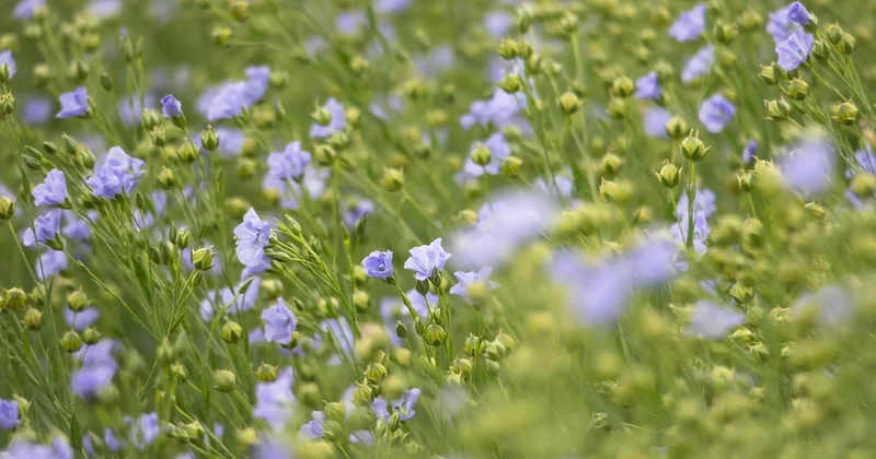 Huile de lin : la vraie protection naturelle, à condition de bien la préparer